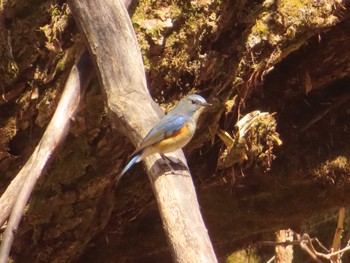 Red-flanked Bluetail 上高地 Sat, 4/22/2023