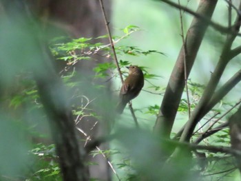 キビタキ あきる野市 2023年5月5日(金)