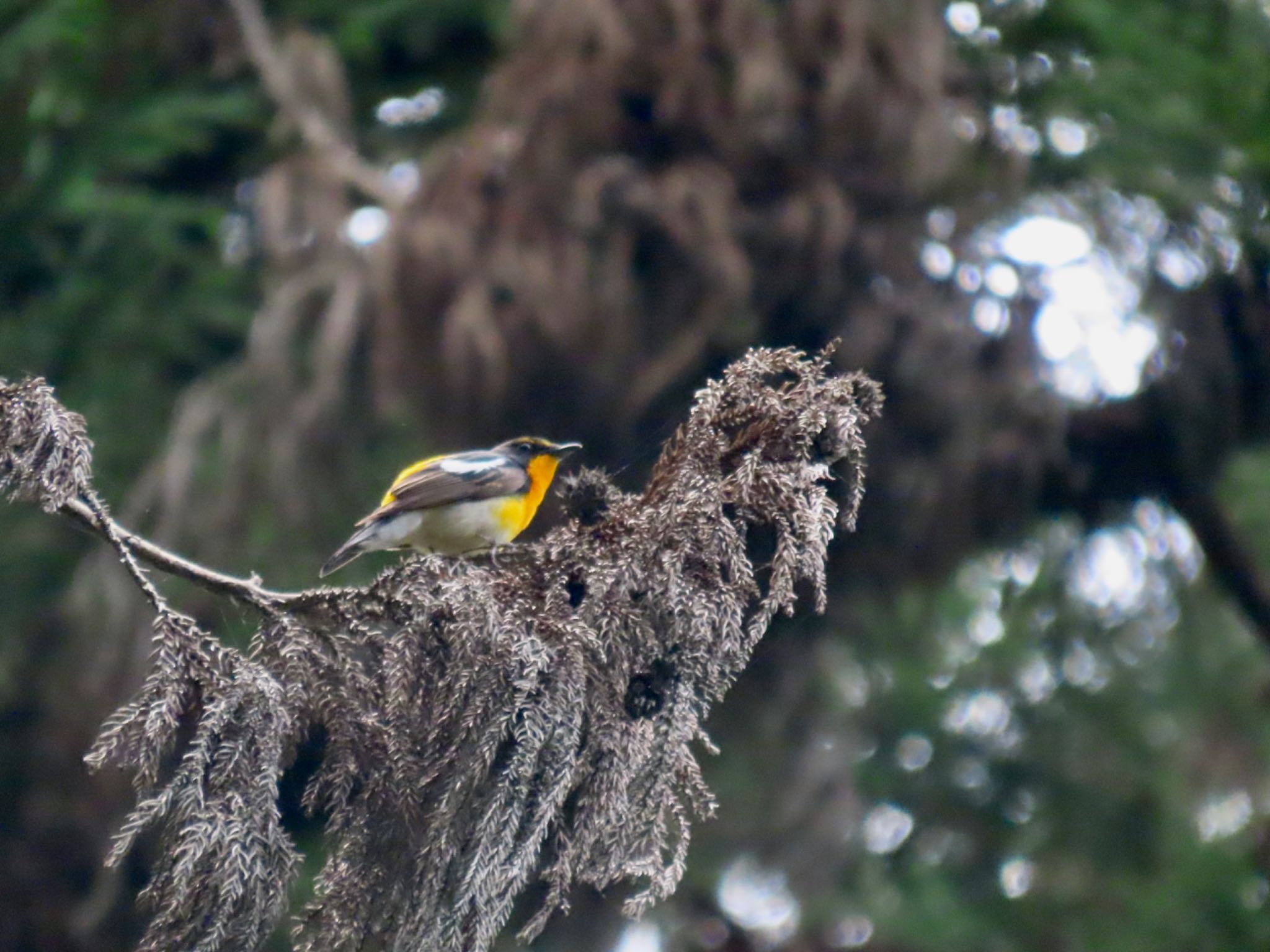 Photo of Narcissus Flycatcher at あきる野市 by さきやっこ（2号）