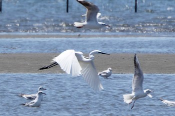 ダイサギ ふなばし三番瀬海浜公園 2023年5月2日(火)