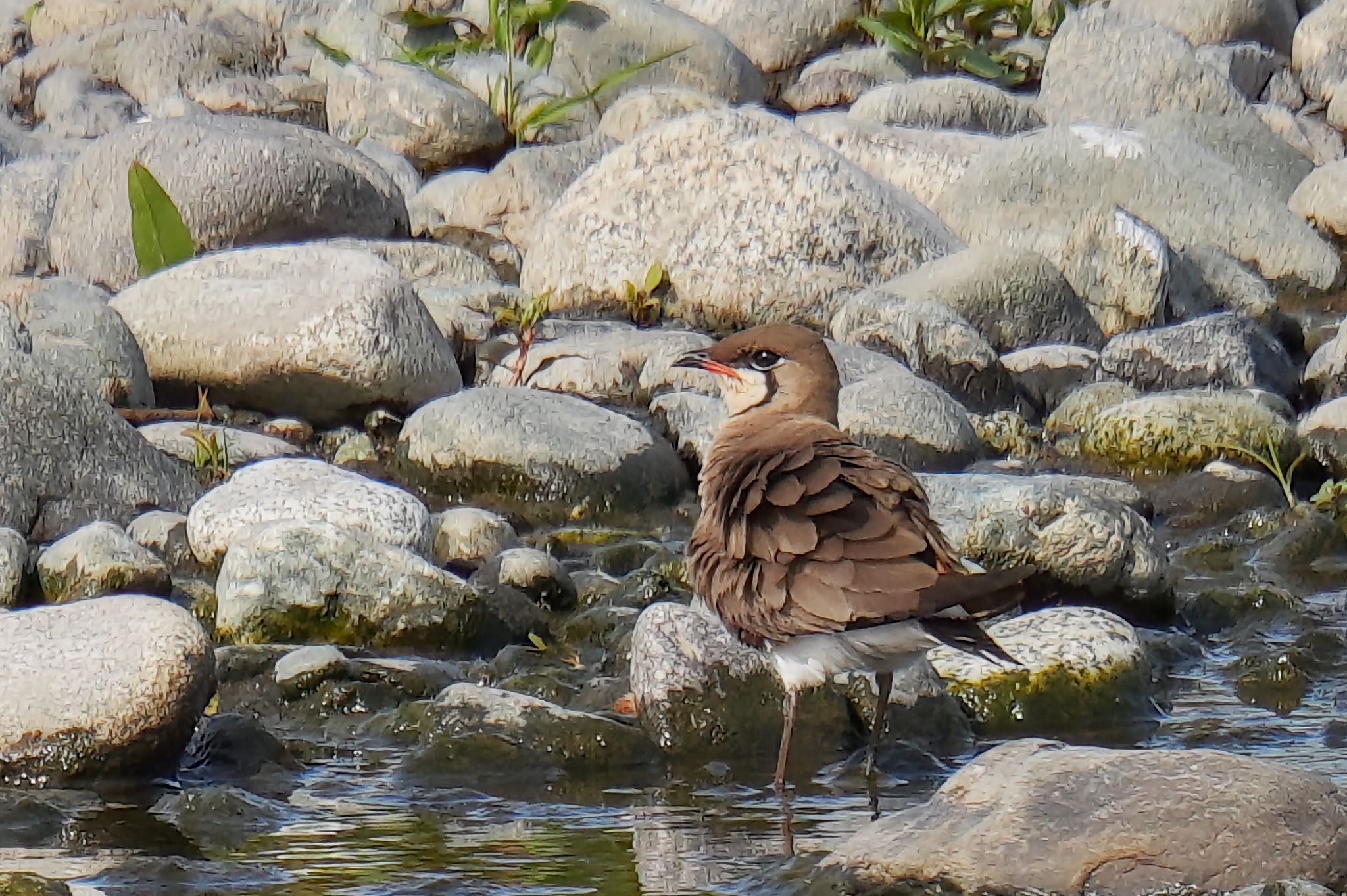 Photo of Oriental Pratincole at 酒匂川河口 by アポちん