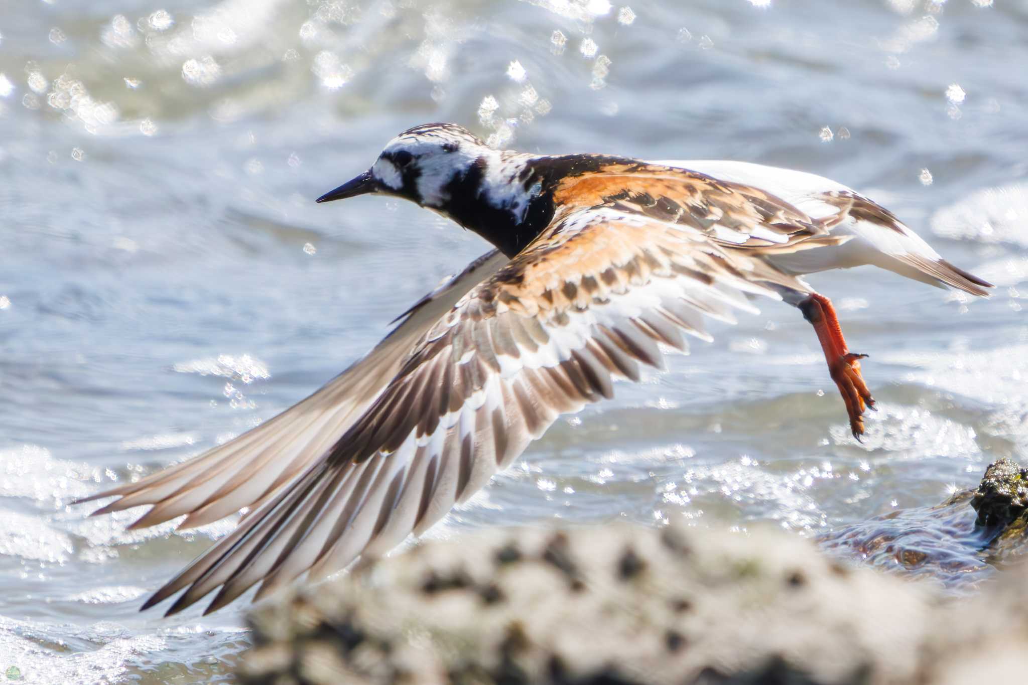 東京港野鳥公園 キョウジョシギの写真 by d3_plus