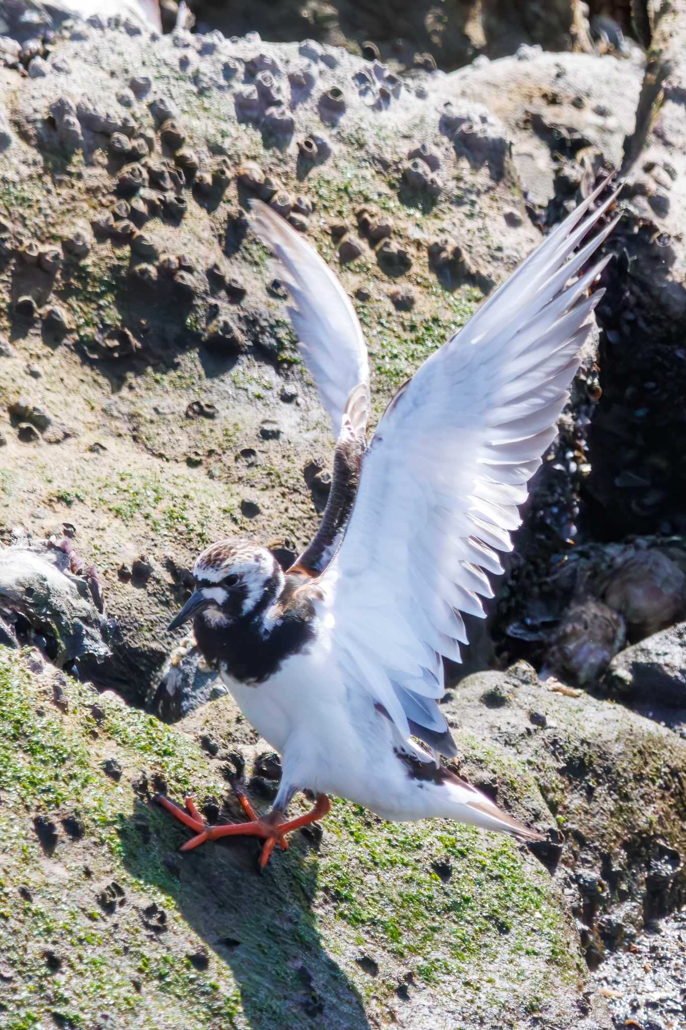 東京港野鳥公園 キョウジョシギの写真 by d3_plus