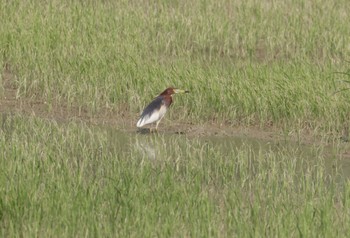 アカガシラサギ Van Long Nature Reserve 2023年5月1日(月)