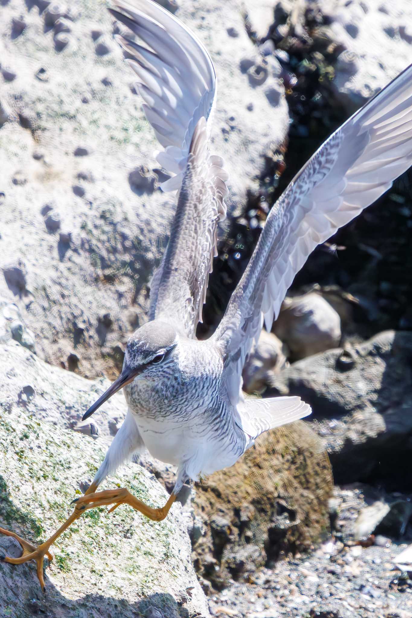 東京港野鳥公園 キアシシギの写真 by d3_plus