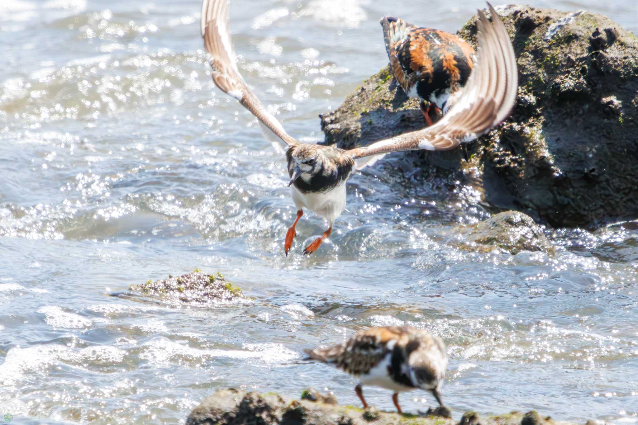 キョウジョシギ