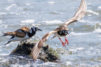 2023年5月5日(金) 東京港野鳥公園の野鳥観察記録