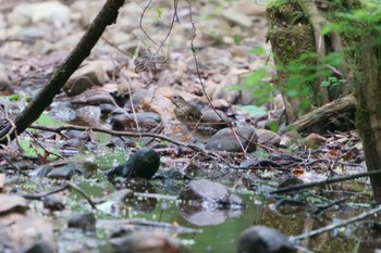 Japanese Thrush 狭山 Sat, 5/6/2023