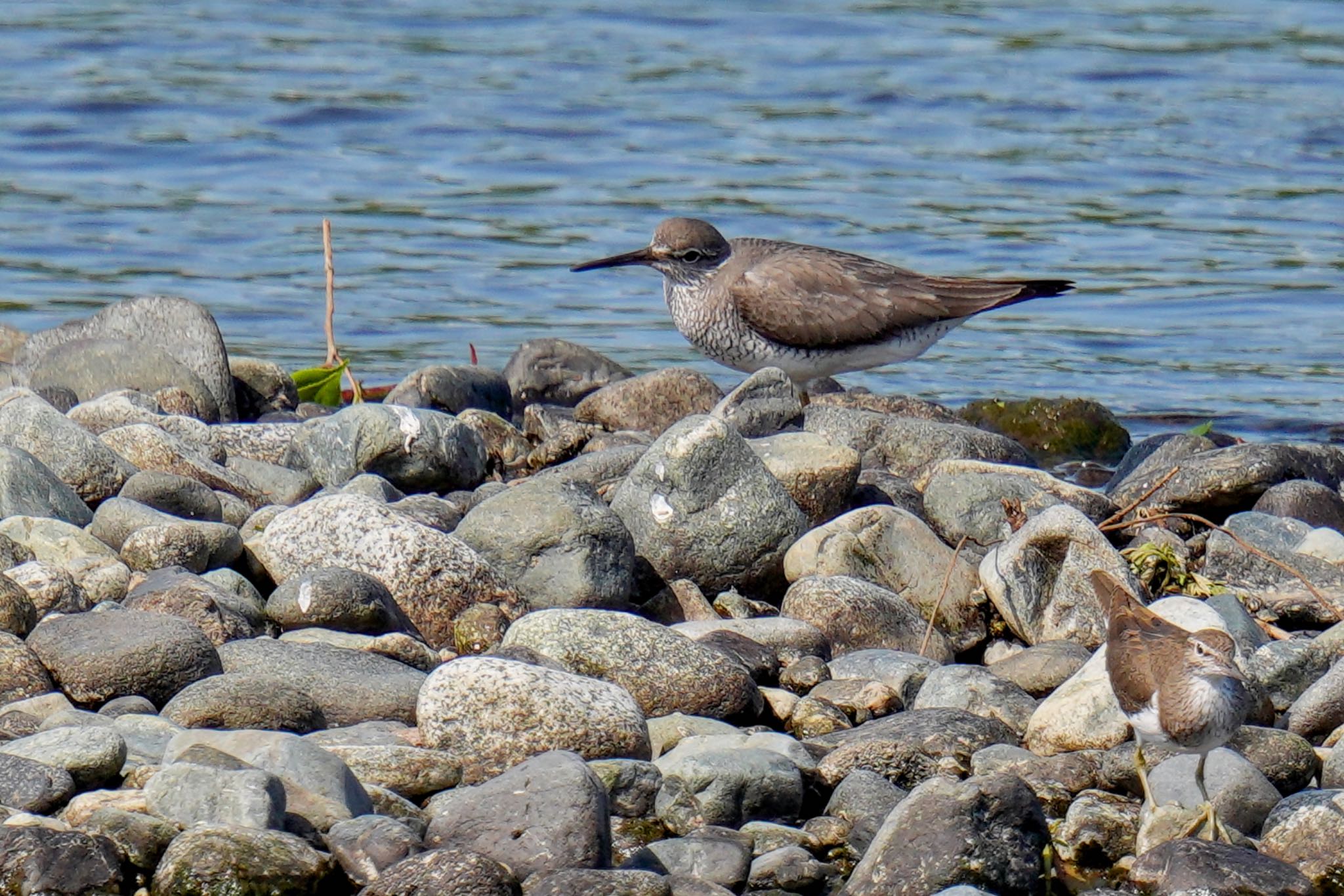 Photo of Grey-tailed Tattler at 酒匂川河口 by アポちん