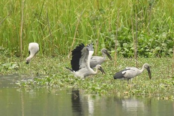 2023年4月30日(日) ベトナムの野鳥観察記録