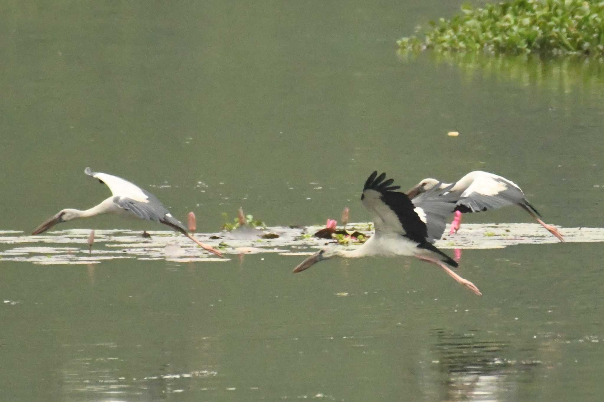 Asian Openbill