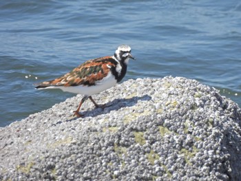 Ruddy Turnstone 習志野親水護岸 Tue, 5/2/2023