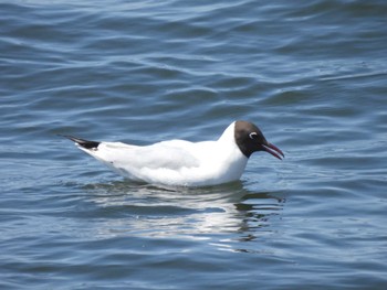 Black-headed Gull 習志野親水護岸 Tue, 5/2/2023