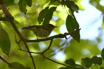 Eastern Crowned Warbler 大文字山(如意ヶ嶽) Thu, 5/4/2023