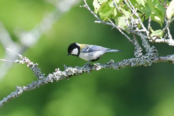 シジュウカラ 滋賀県甲賀市甲南町創造の森 2023年5月9日(火)