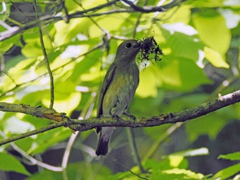 オオルリ 太白山自然観察の森 2023年5月9日(火)