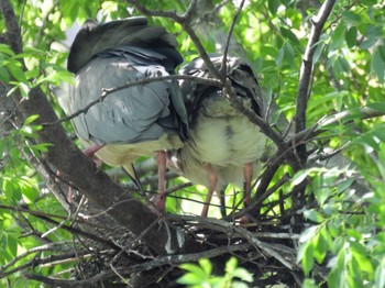 Black-crowned Night Heron 打上川治水緑地 Tue, 5/9/2023