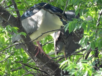 Black-crowned Night Heron 打上川治水緑地 Tue, 5/9/2023