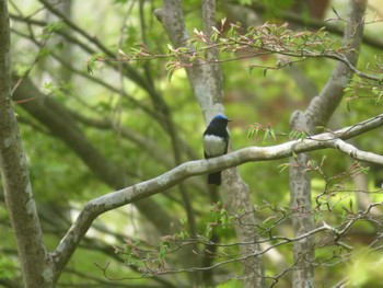 オオルリ 北海道 函館市 見晴公園 2023年5月9日(火)