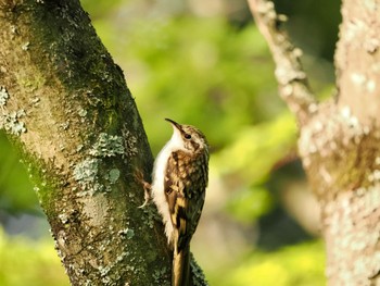 Eurasian Treecreeper Saitama Prefecture Forest Park Tue, 5/9/2023