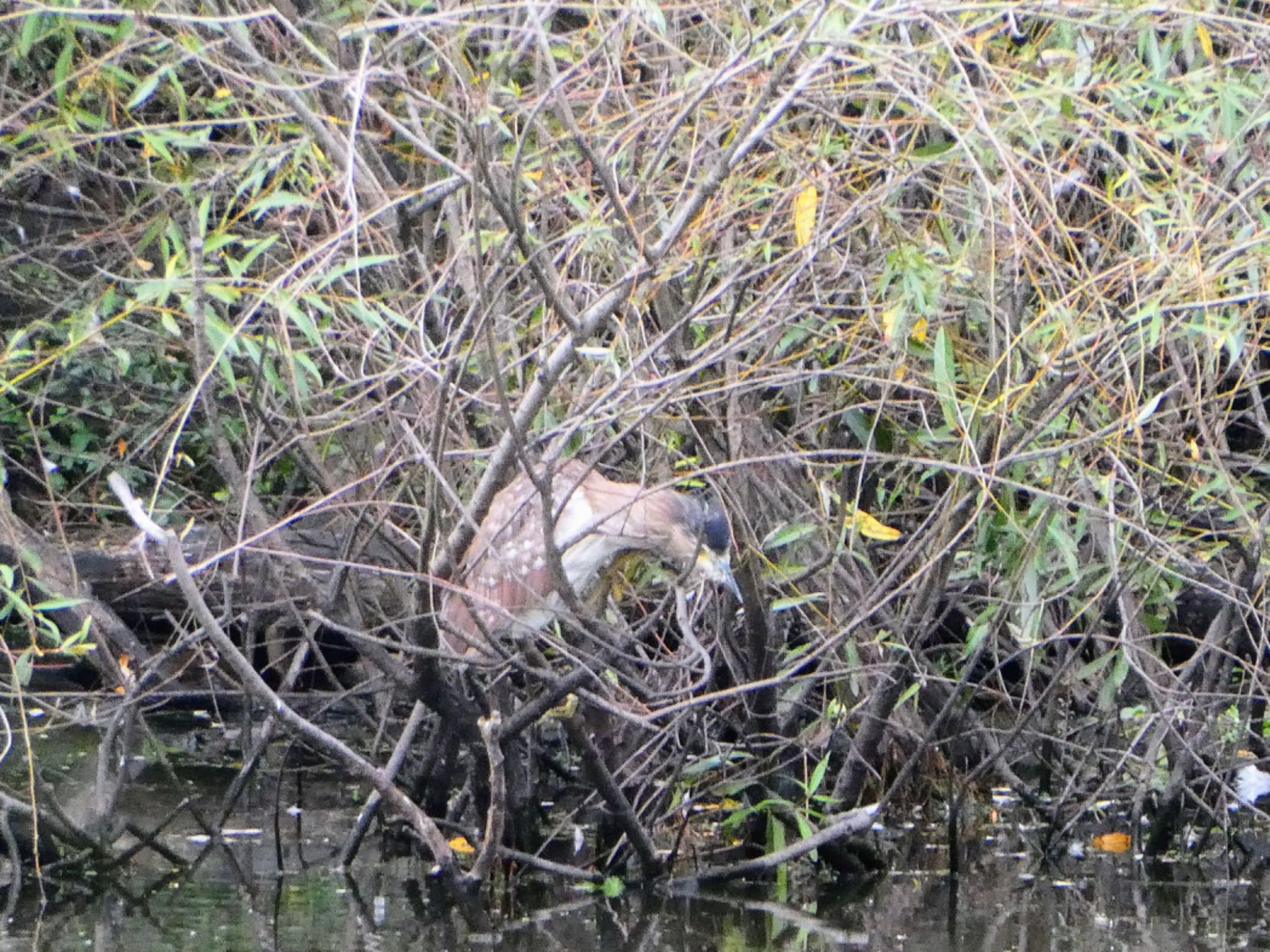 Pughs Lagoon, Richmond Lowlands, NSW, Australia ハシブトゴイの写真 by Maki