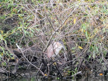 ハシブトゴイ Pughs Lagoon, Richmond Lowlands, NSW, Australia 2023年4月22日(土)