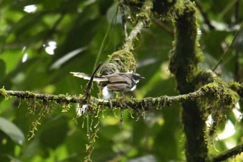 White-throated Fantail Doi Inthanon National Park Fri, 6/8/2018