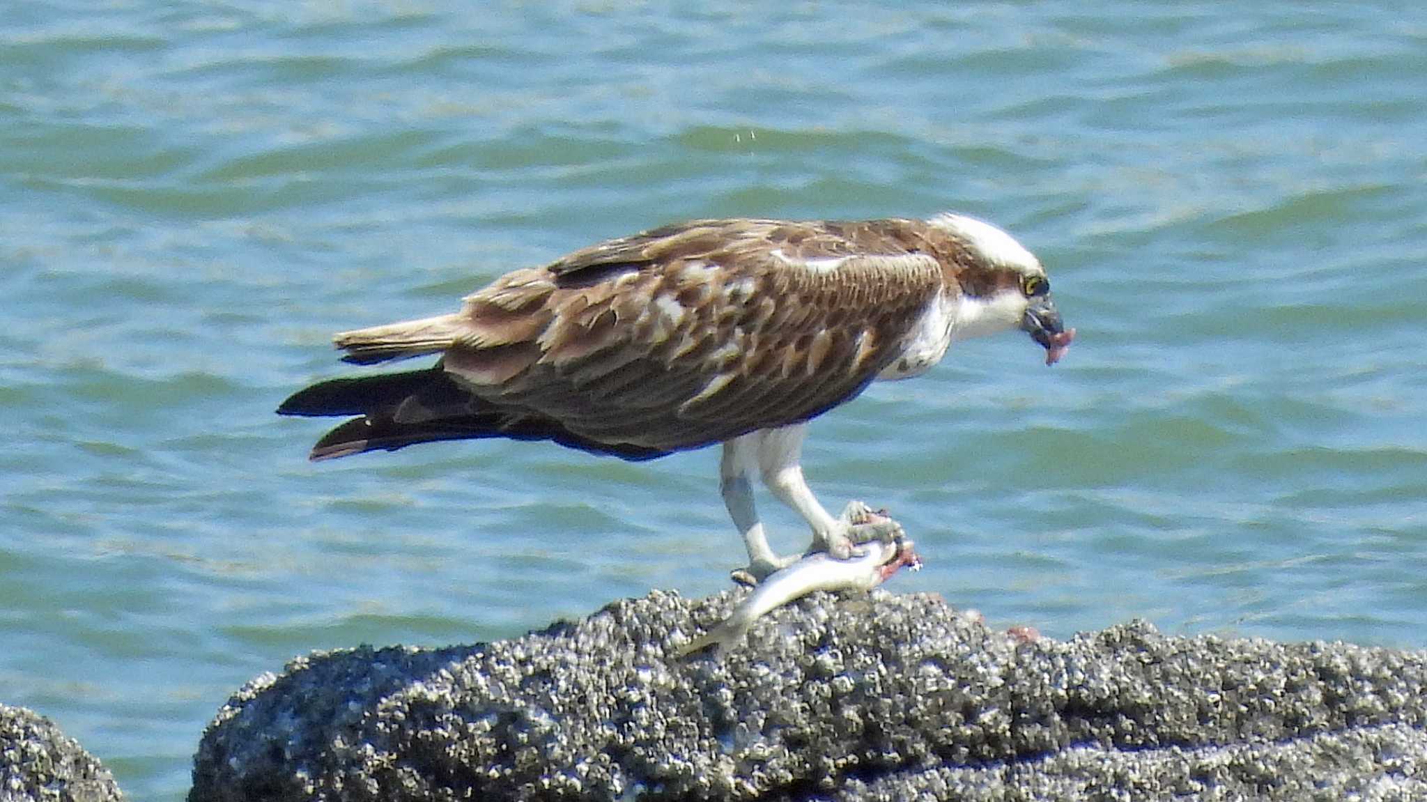 甲子園浜(兵庫県西宮市) ミサゴの写真 by いしころ