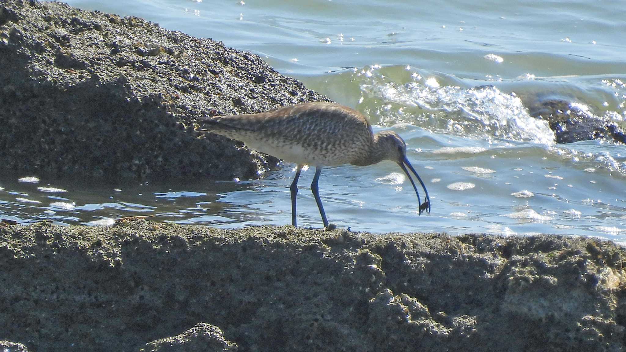 甲子園浜(兵庫県西宮市) チュウシャクシギの写真 by いしころ