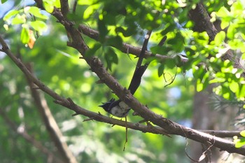 2023年5月9日(火) 瀬上市民の森の野鳥観察記録