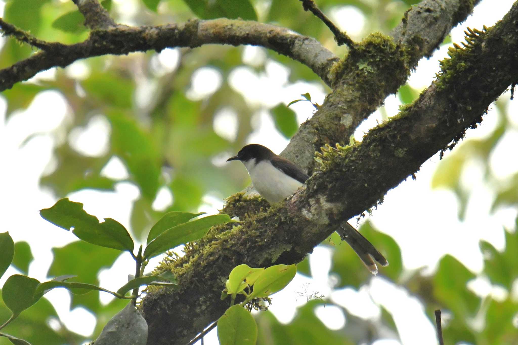 Photo of Dark-backed Sibia at Doi Inthanon National Park by あひる