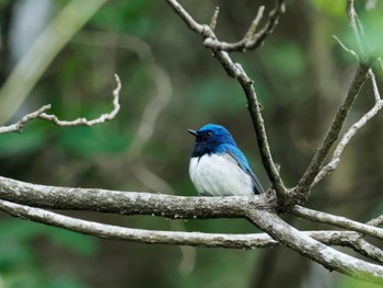 2023年5月9日(火) 早戸川林道の野鳥観察記録