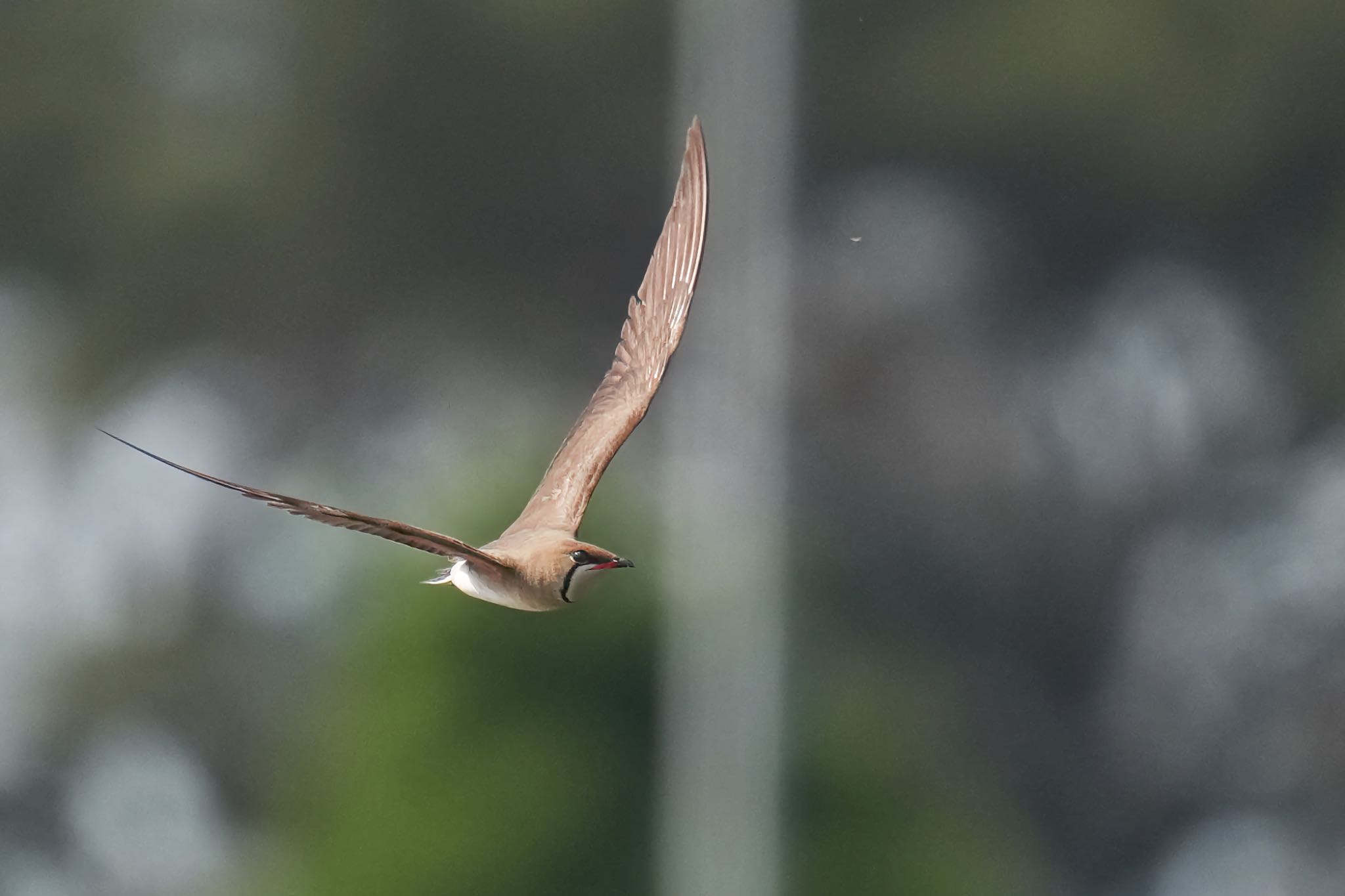 Oriental Pratincole