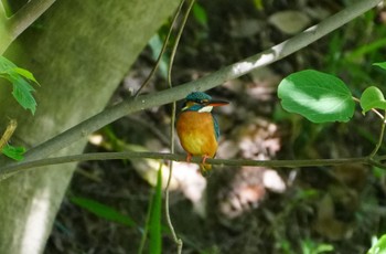 カワセミ 天王寺公園(大阪市) 2023年5月9日(火)