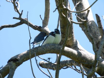 White-breasted Woodswallow kununura Tue, 4/18/2023