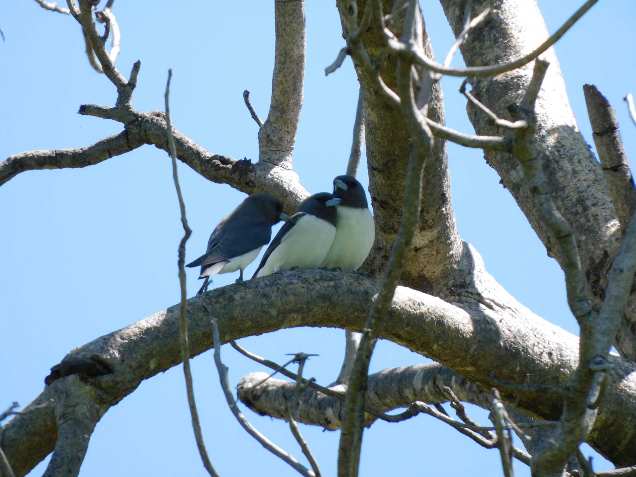 Photo of White-breasted Woodswallow at kununura by mkmole