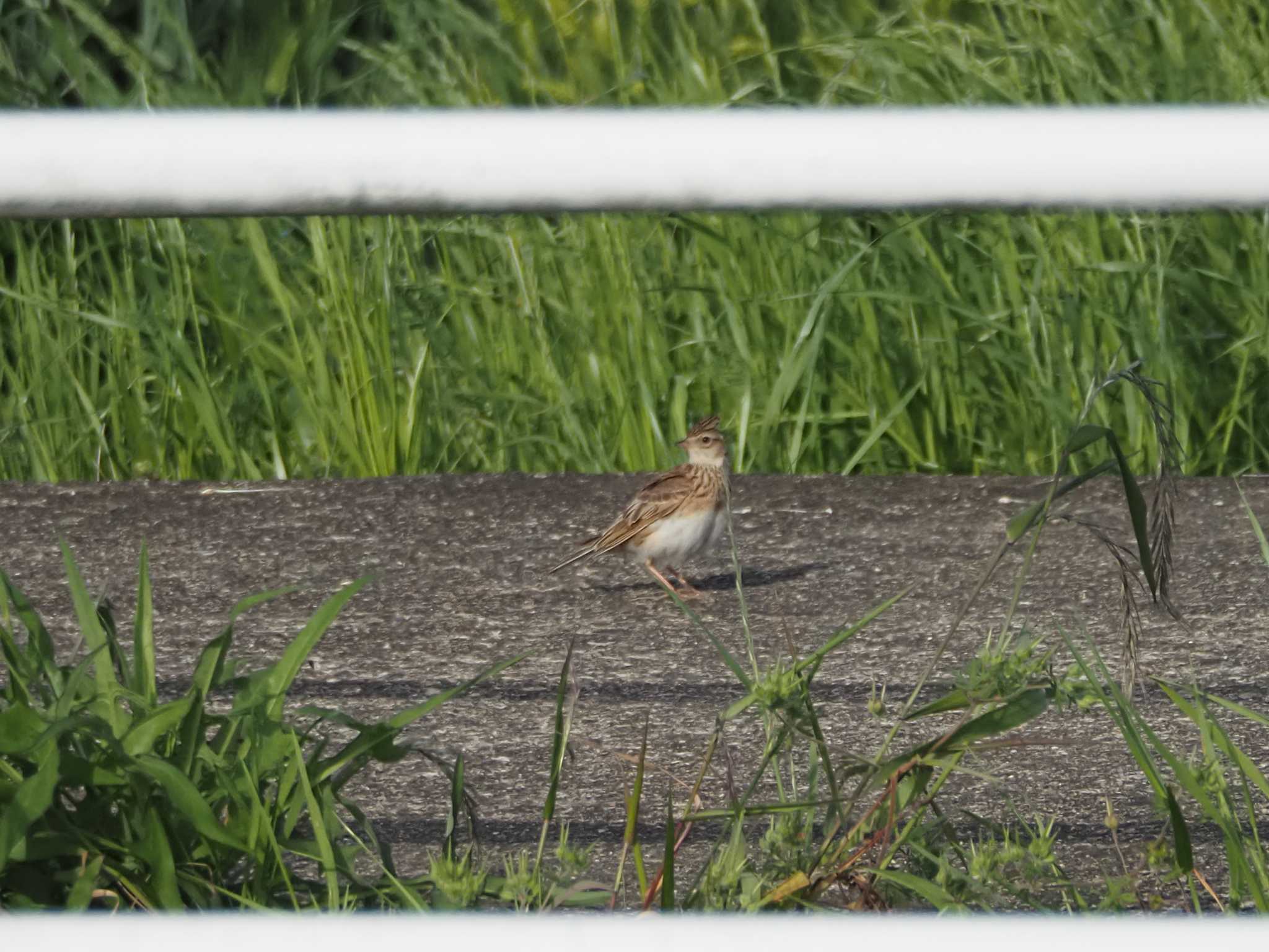 Eurasian Skylark