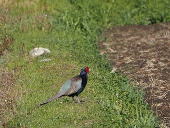 Tue, 5/9/2023 Birding report at 大口町