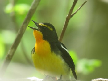 キビタキ 北海道 函館市 見晴公園 2023年5月9日(火)