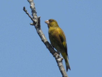 2023年5月9日(火) 大阪鶴見緑地の野鳥観察記録