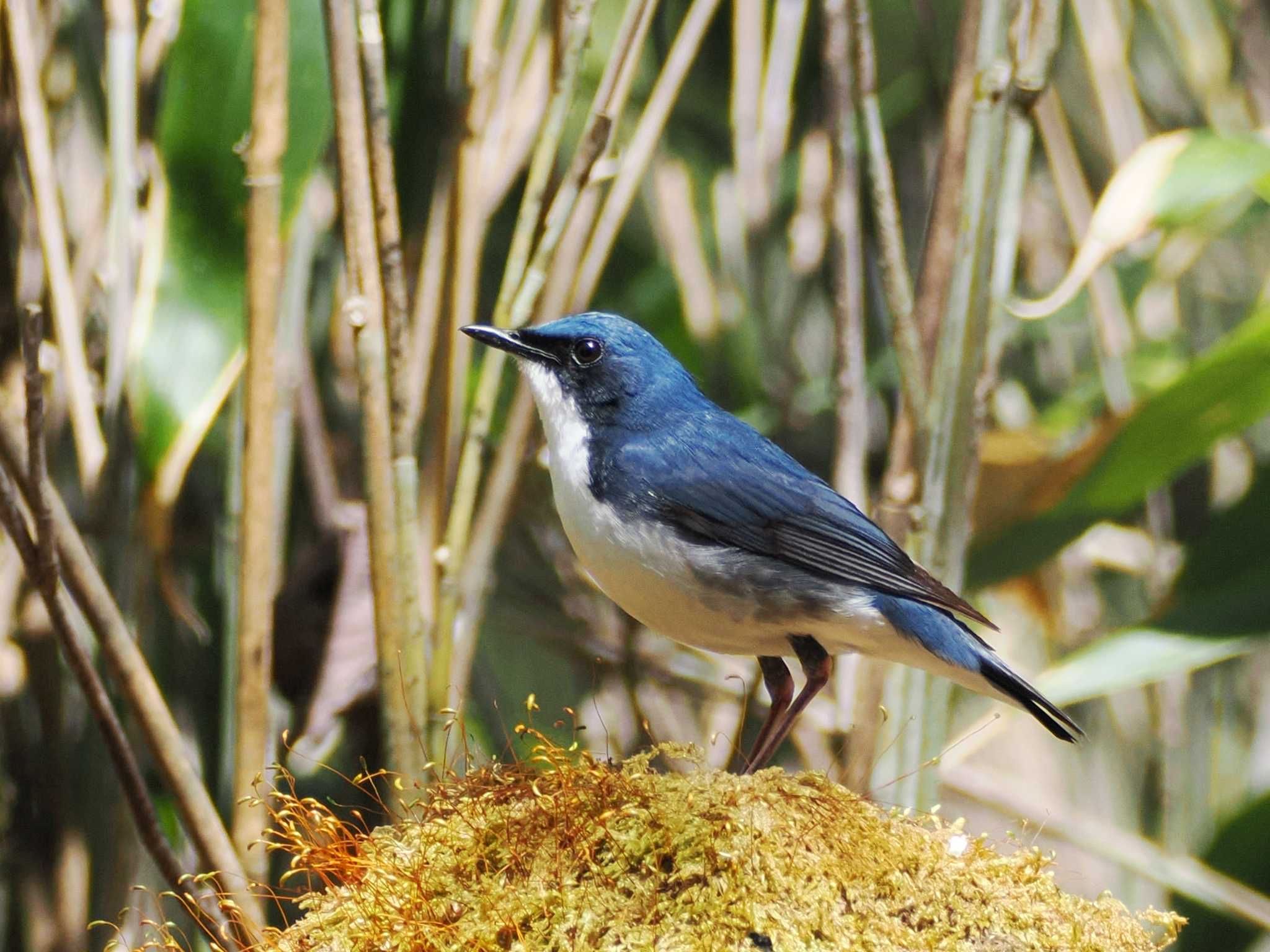 Siberian Blue Robin