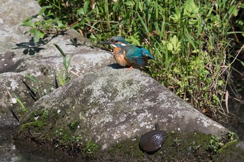 Common Kingfisher 神奈川県 Fri, 6/22/2018