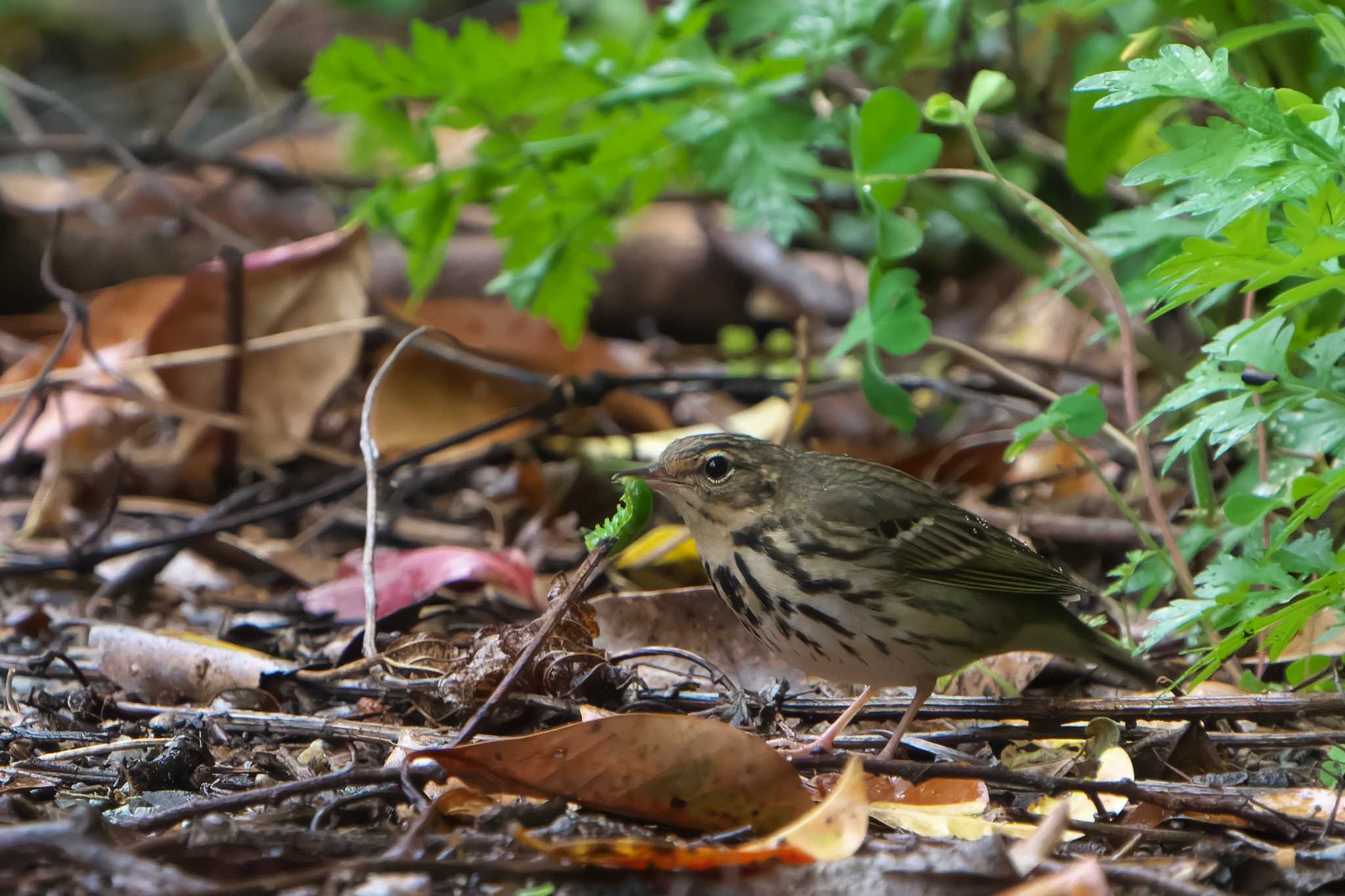 Olive-backed Pipit