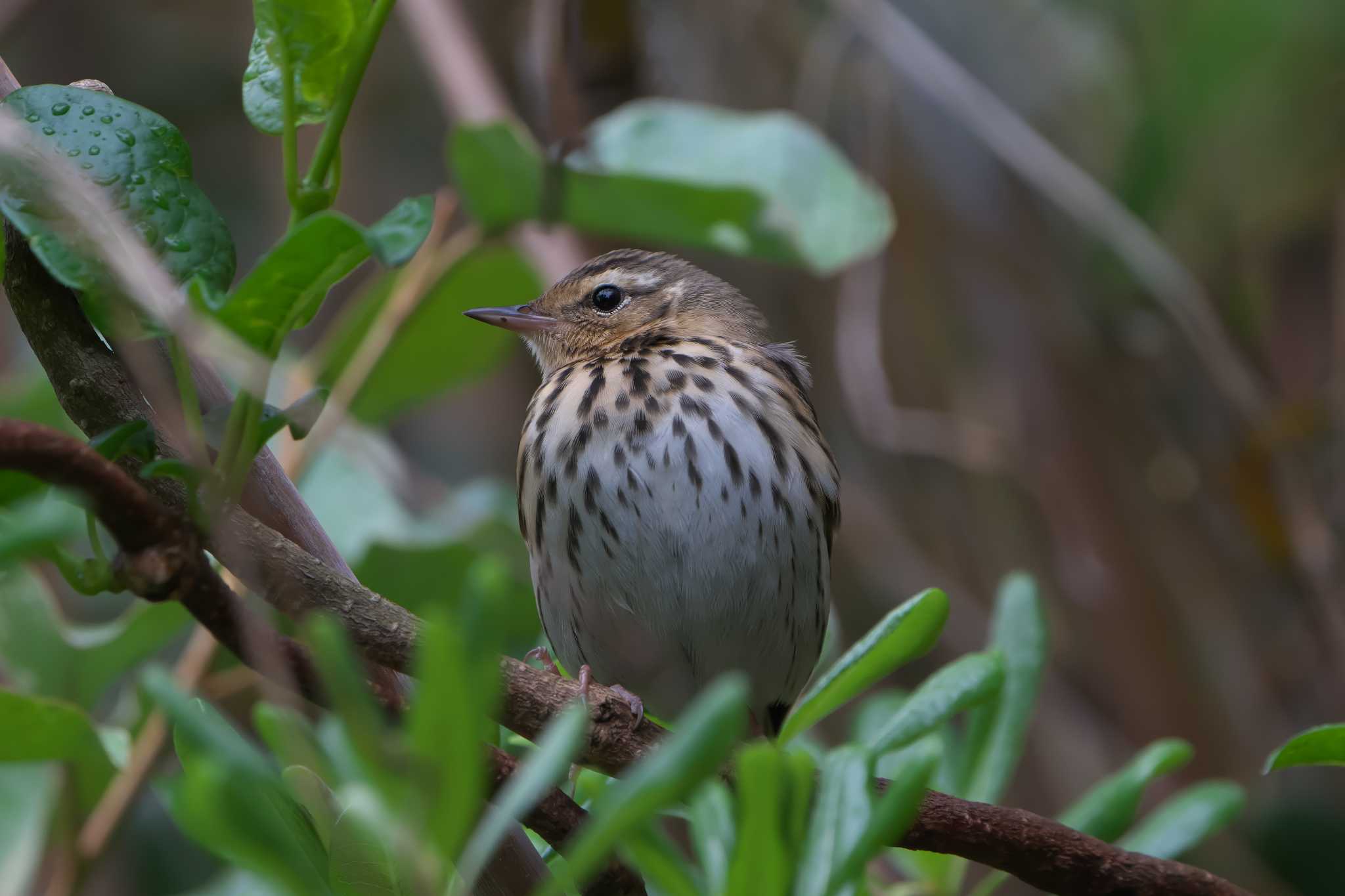 Olive-backed Pipit