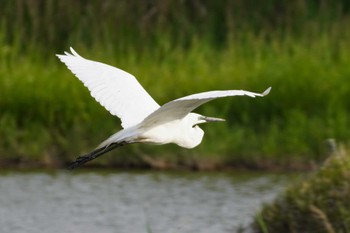 チュウダイサギ 米子水鳥公園 2023年5月4日(木)