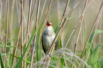 オオヨシキリ 米子水鳥公園 2023年5月4日(木)