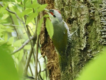 アオゲラ 栃木県民の森 2023年5月5日(金)