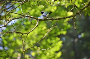 オオルリ 菊池渓谷 2015年5月27日(水)