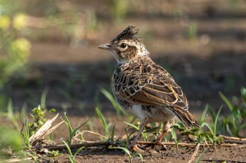 Eurasian Skylark 小貝川ふれあい公園 Tue, 5/9/2023