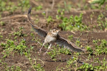 Eurasian Skylark 小貝川ふれあい公園 Tue, 5/9/2023